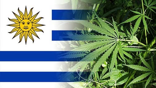 Gyógyszertárban árulják a marihuánát Uruguayban