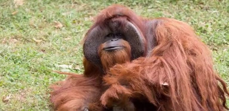 Elpusztult Chantek, a jelnyelvet beszélő orangután