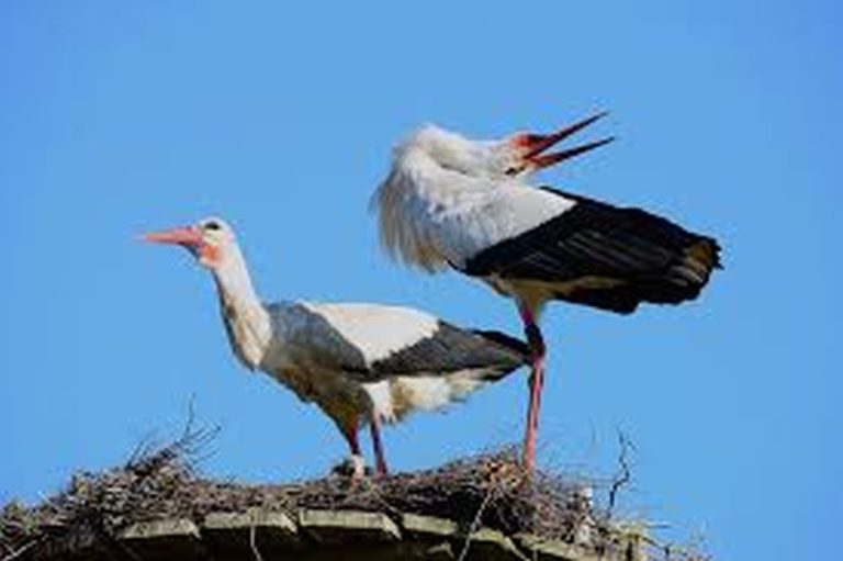 Villanyoszlopok és légvezetékek miatt pusztulnak a fehér gólyák
