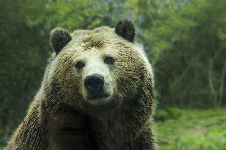 Romániában ezentúl: a medvéket lelövik