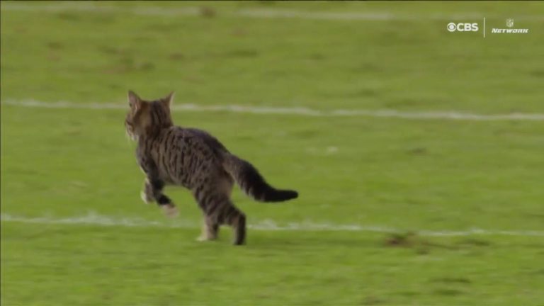 Egy macska is a pályára került az NFL-ben