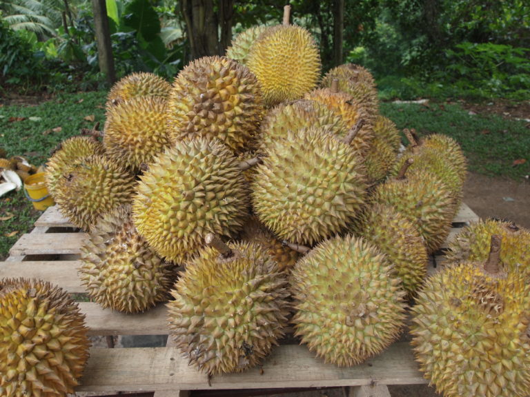 Kiderült, miért büdös a durián
