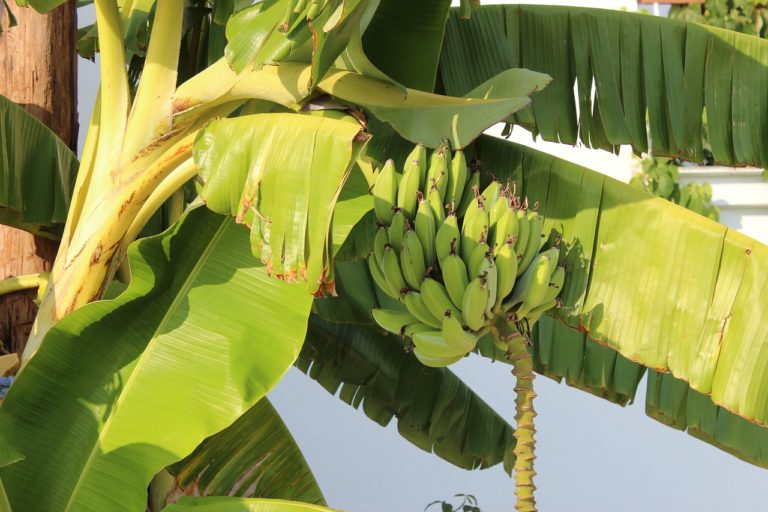 Veszélyben a banántermés