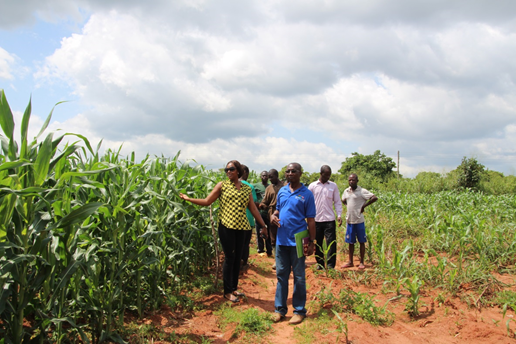 Magyar segítséggel lendítenék fel a ghánai mezőgazdaságot