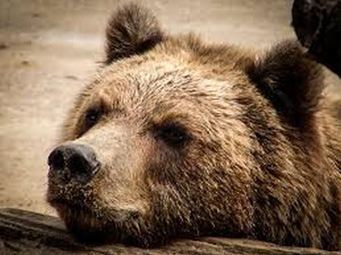 Nem hoztak már hasznot az állatkerti medvék, megölték őket