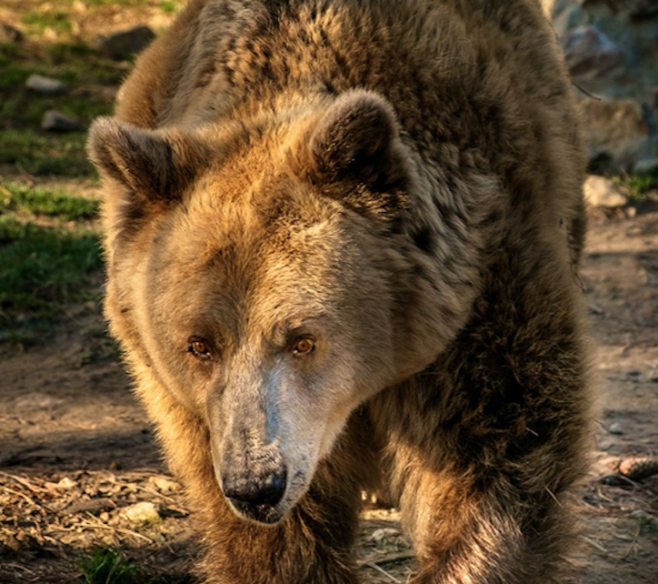 Mennyire fenyegető az orosz medve?