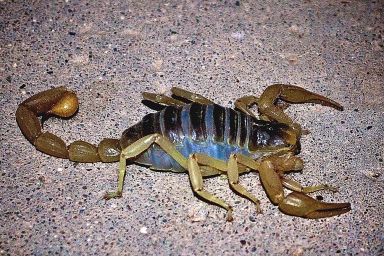 A grillezett skorpiók is beszálltak a kampányba