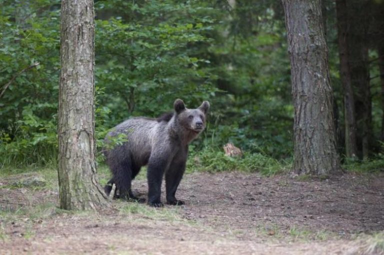 A tusnádfürdői medvék nem kellenek Európának