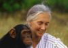 Jane Goodall