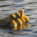 Kiskacsa fürdik…- Déli kávé Szele Tamással