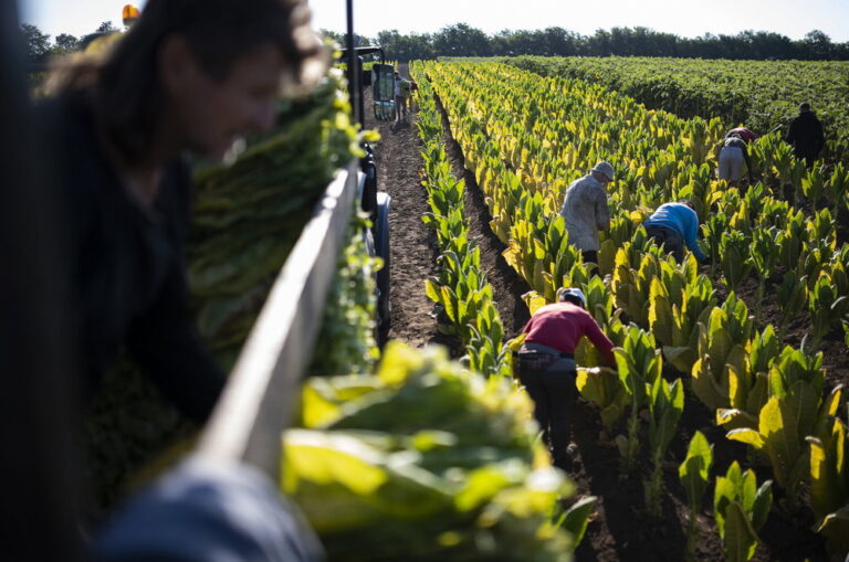 Megvonhatják az uniós agrártámogatást is Magyarországtól