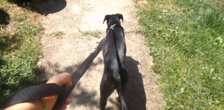 “Orbán esetleges bukása egy évek óta épített orosz műveletet veszélyeztet”